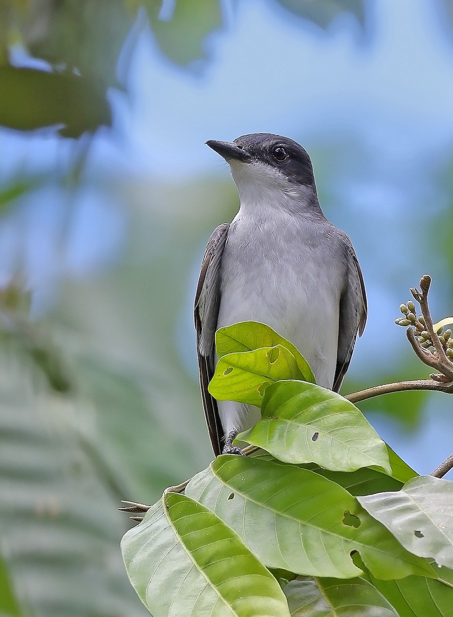 Eastern Kingbird - ML610093169