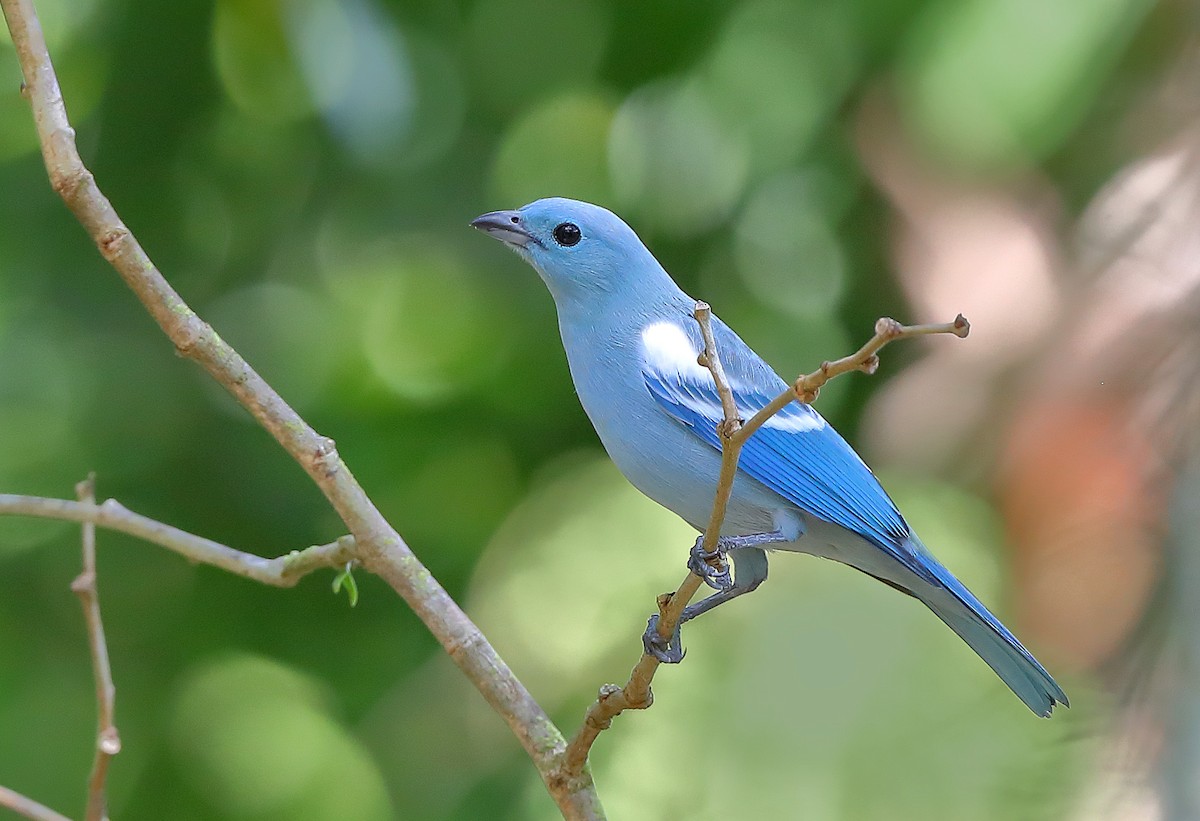 Blue-gray Tanager - sheau torng lim