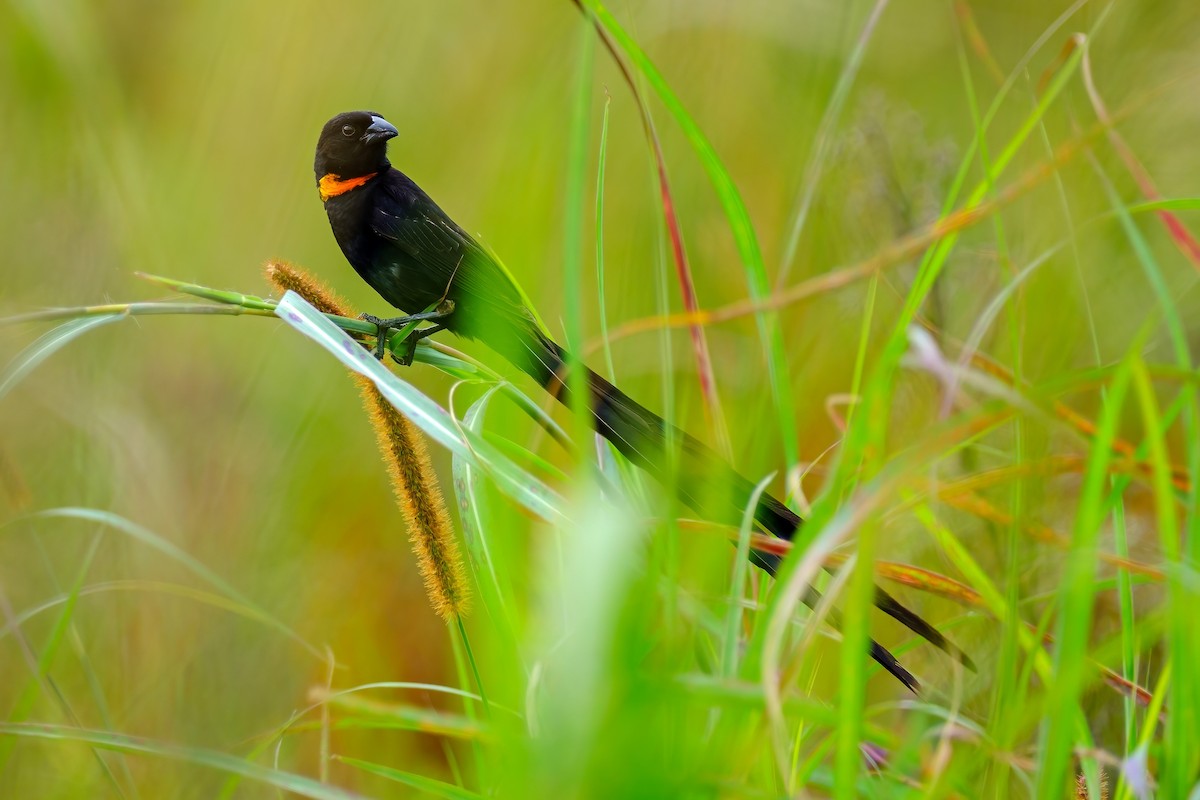 Red-collared Widowbird - Andrew Black