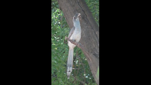 Indian Gray Hornbill - ML610093230