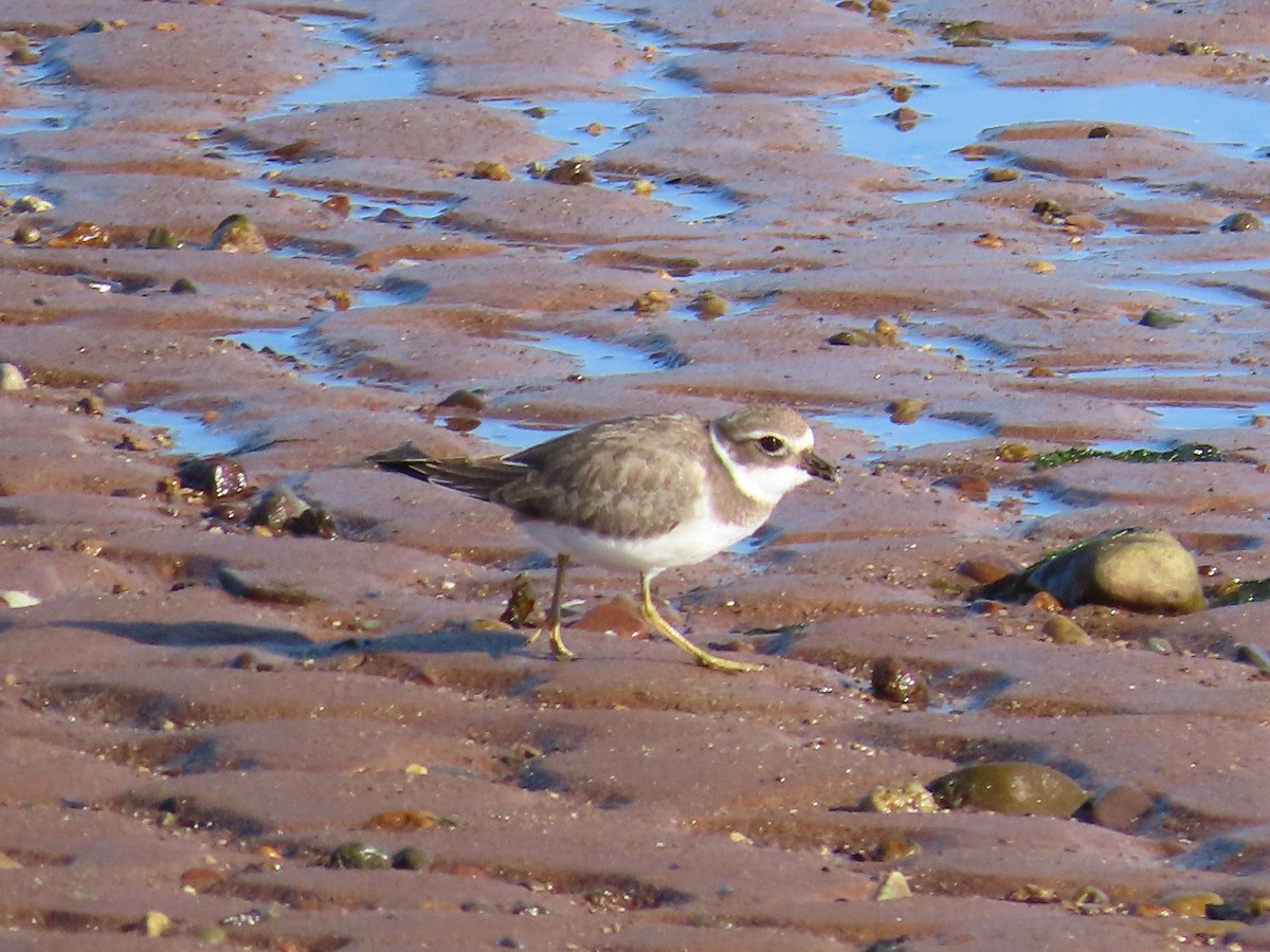Common Ringed Plover - ML610093241