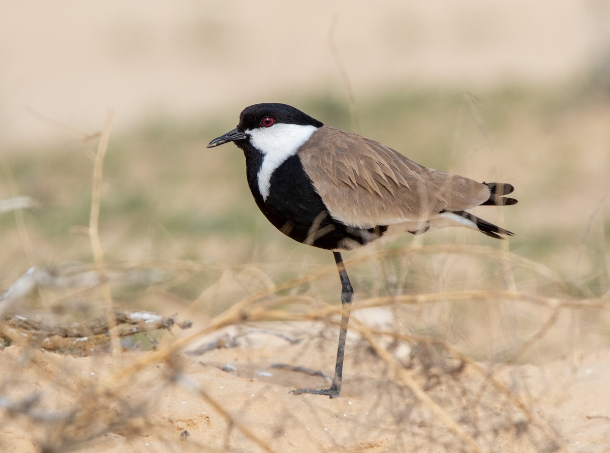 Spur-winged Lapwing - Veikko Salo