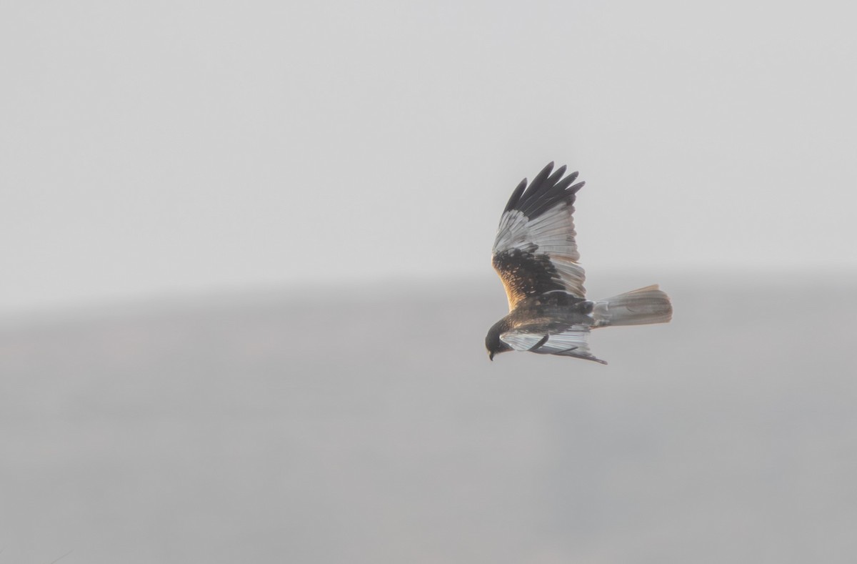 Western Marsh Harrier - ML610093287