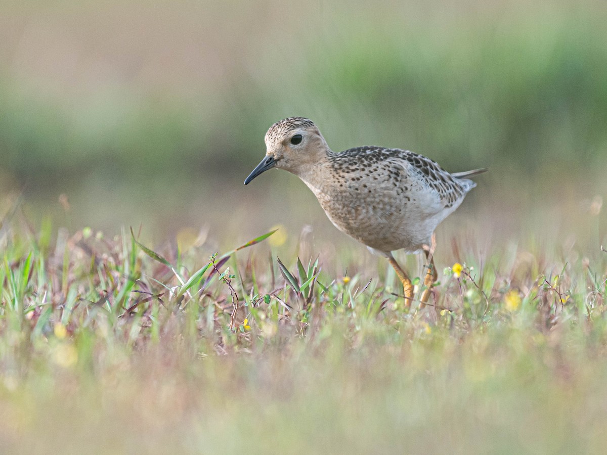 Buff-breasted Sandpiper - Manjula Desai