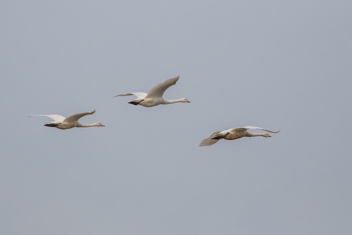 Whooper Swan - ML610093349