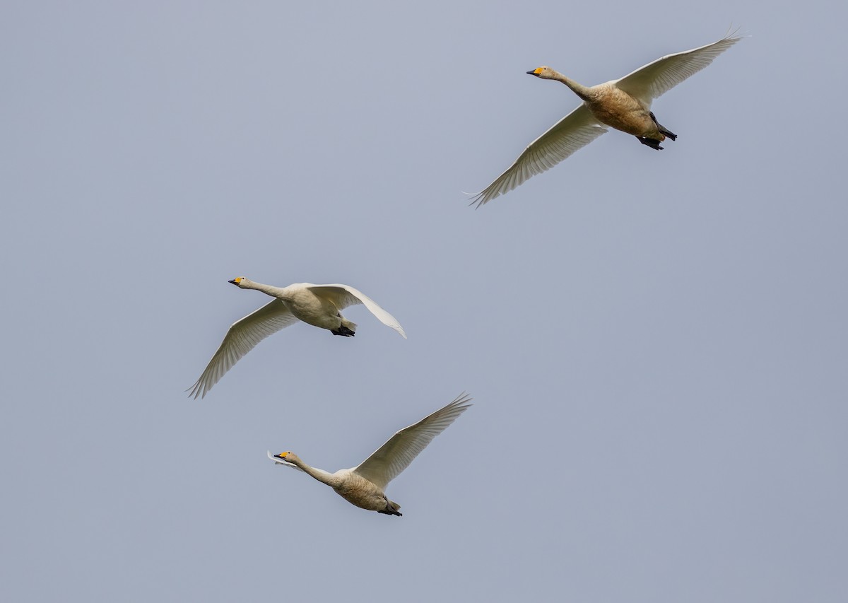 Whooper Swan - ML610093357