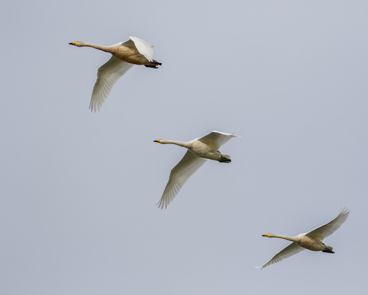 Whooper Swan - Martin  Flack