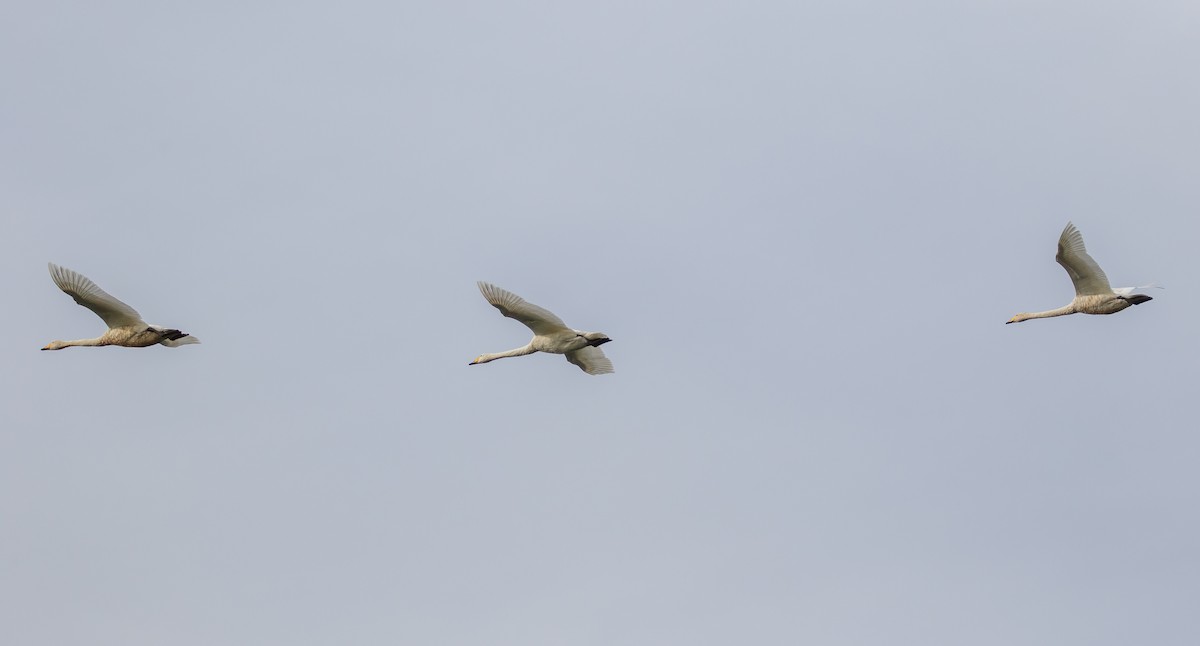 Whooper Swan - ML610093368