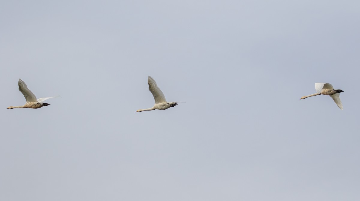 Whooper Swan - ML610093369