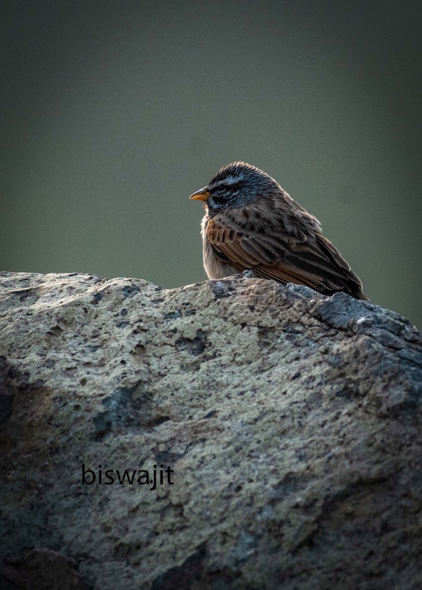 Striolated Bunting - ML610093443