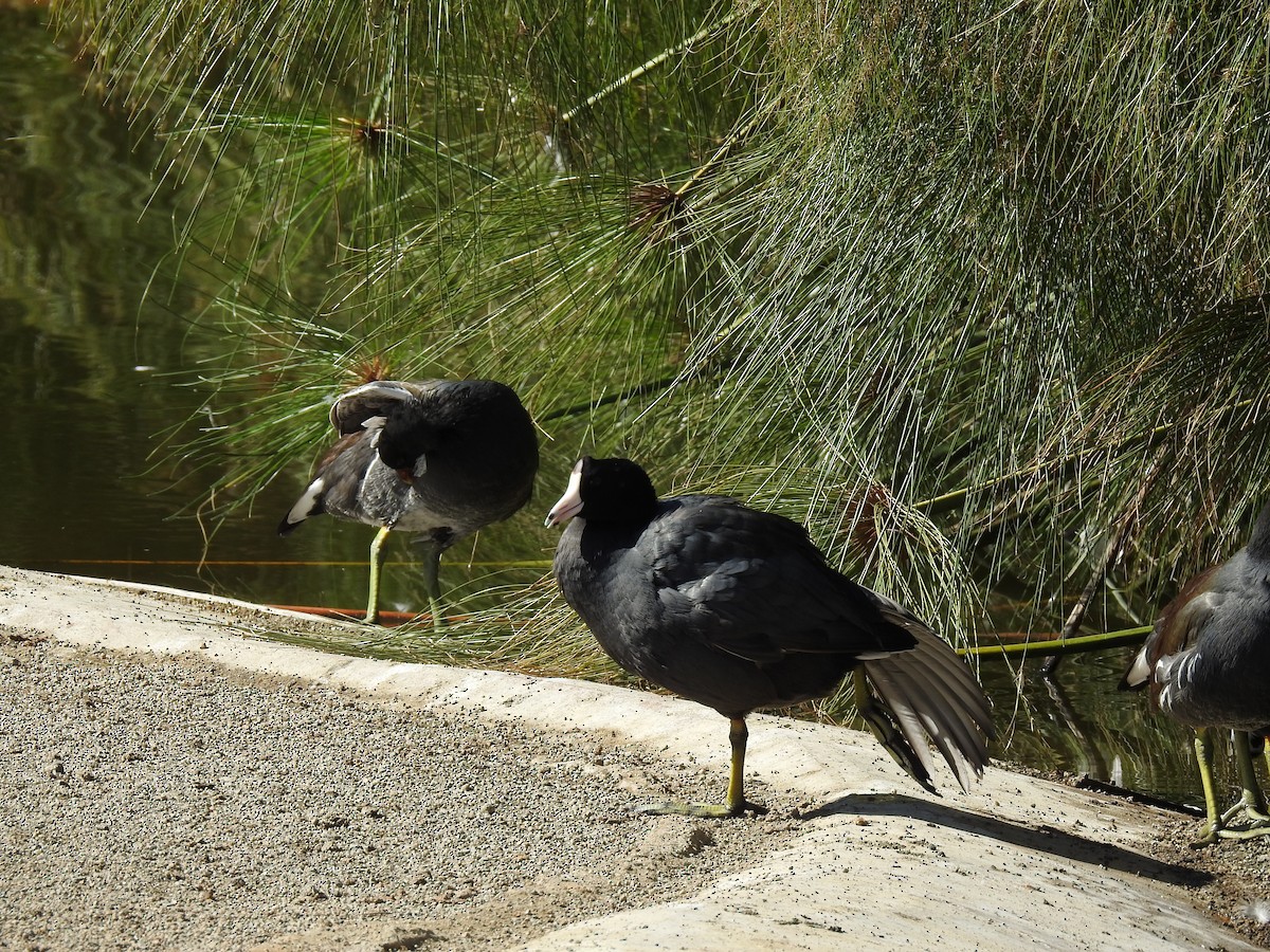 American Coot - ML610093451