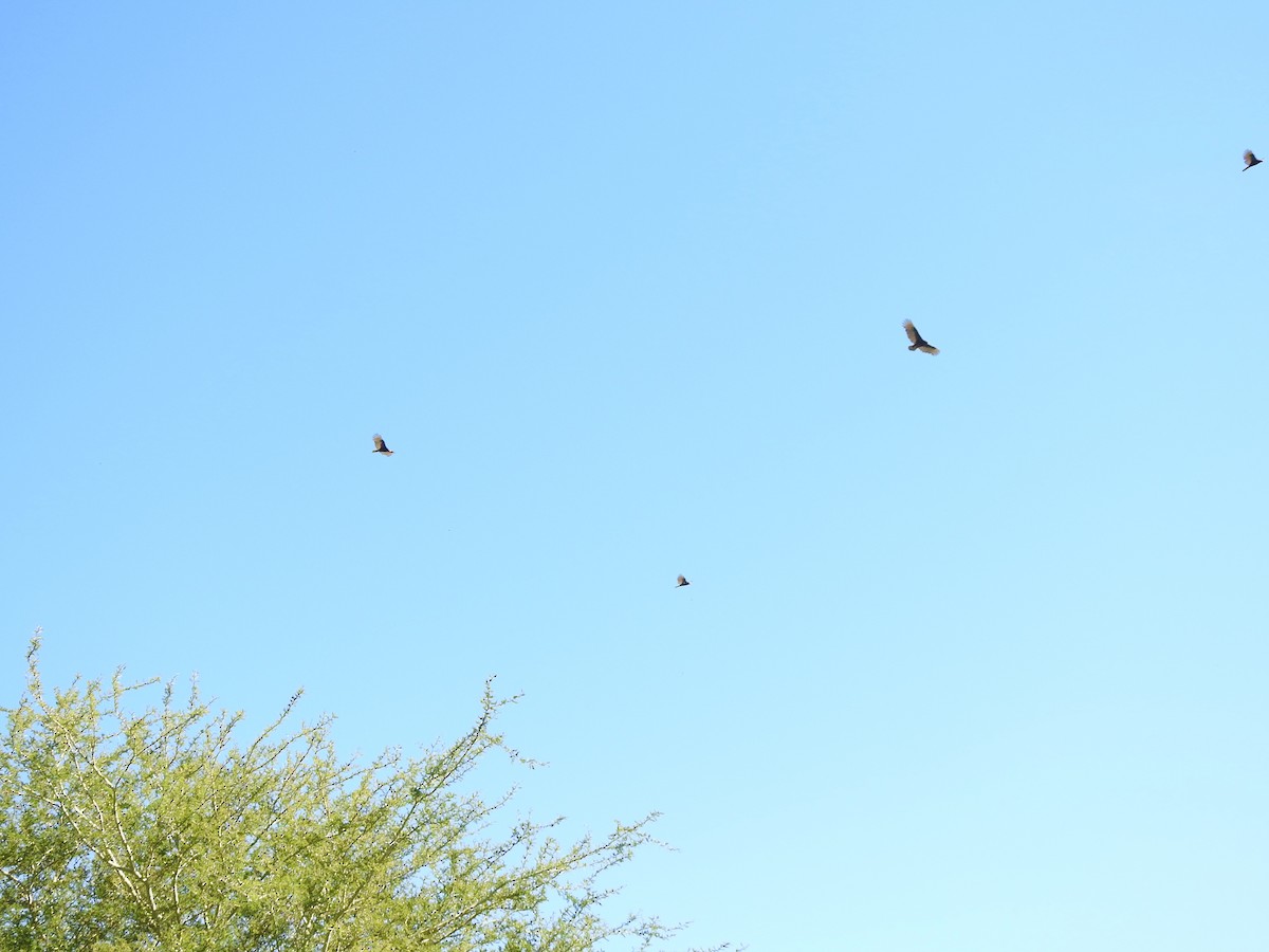 Turkey Vulture - ML610093512