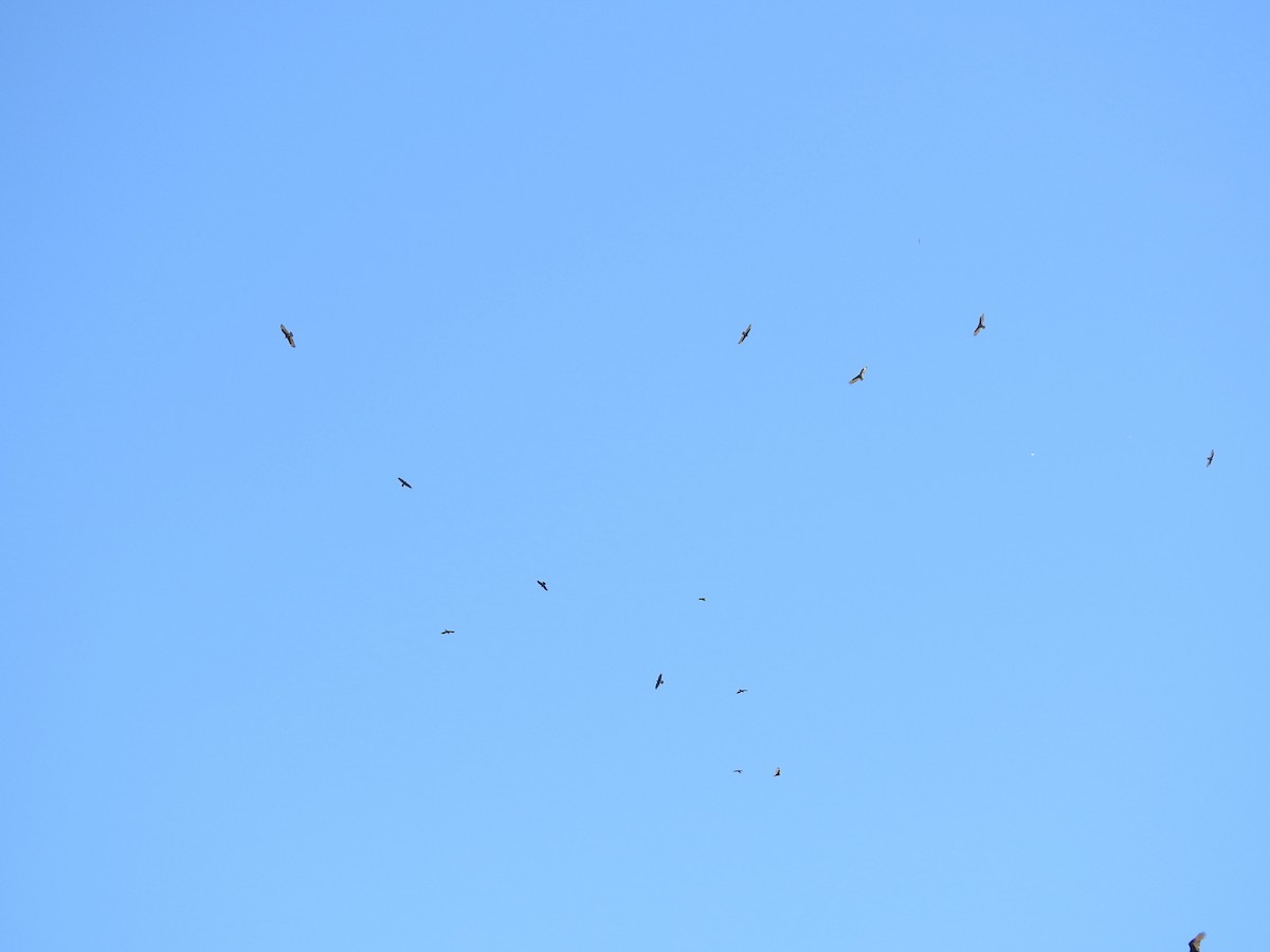 Turkey Vulture - ML610093514