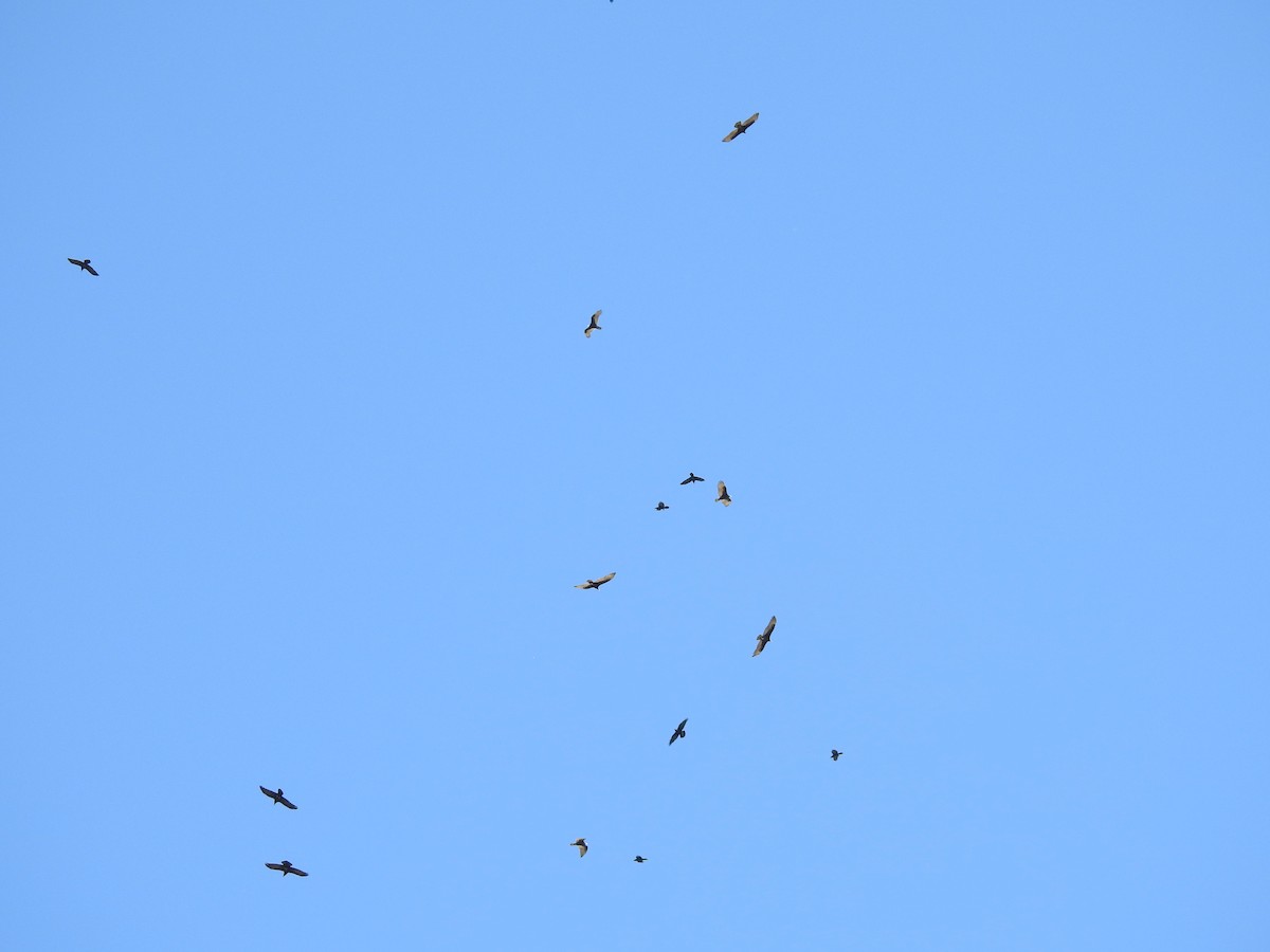 Turkey Vulture - ML610093516