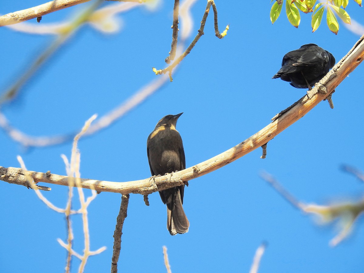 Brewer's Blackbird - ML610093530