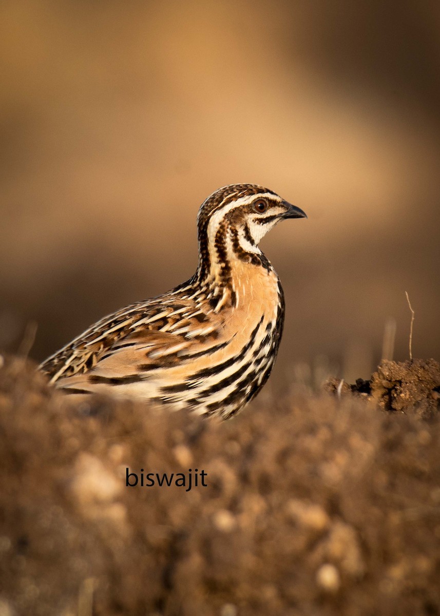 Rain Quail - ML610093535