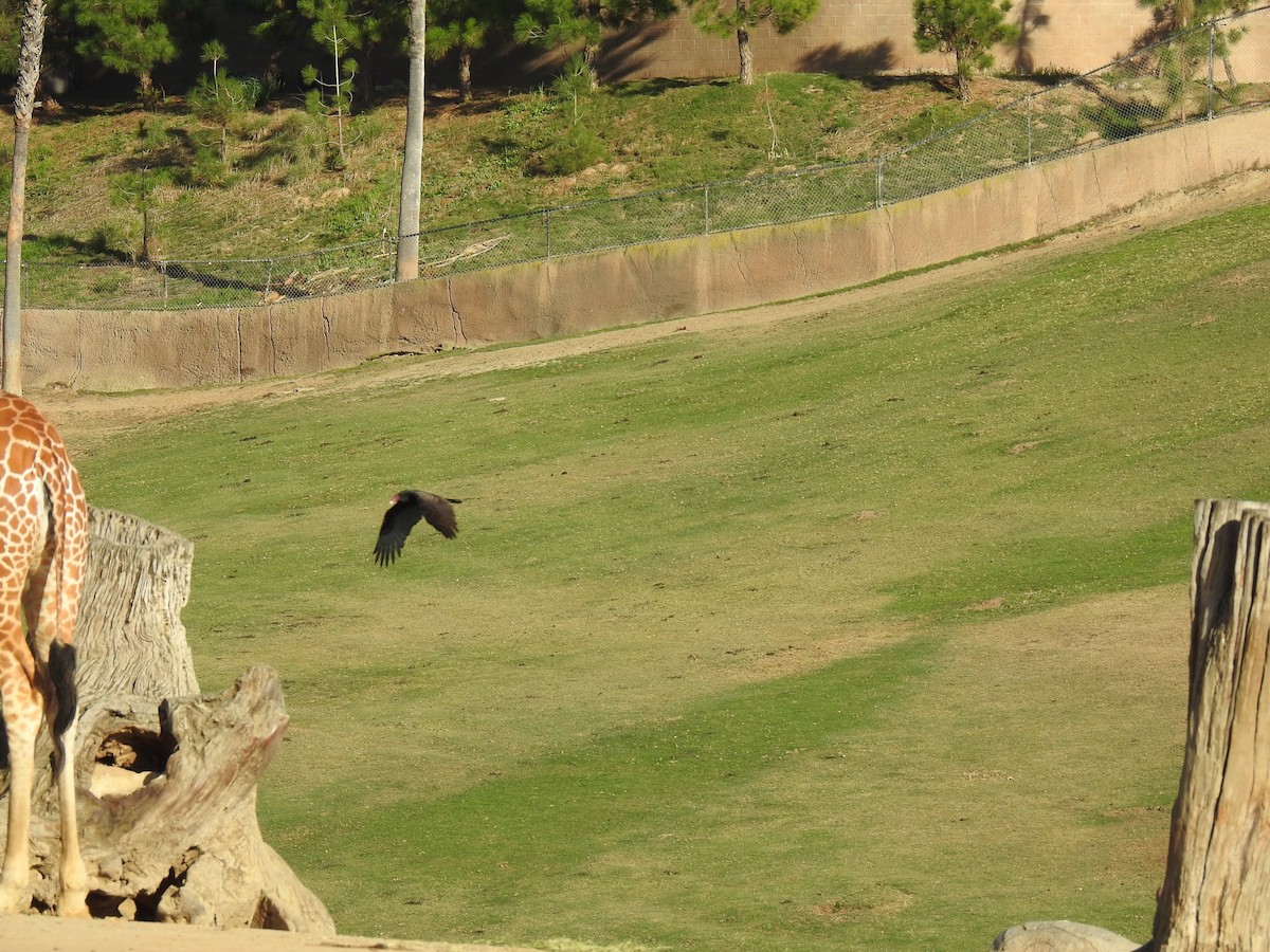 Turkey Vulture - Jason Bassett