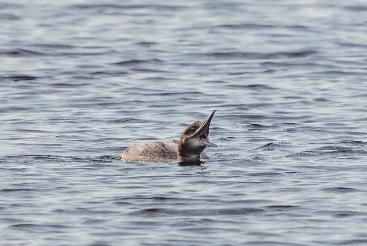 Plongeon huard - ML610093638