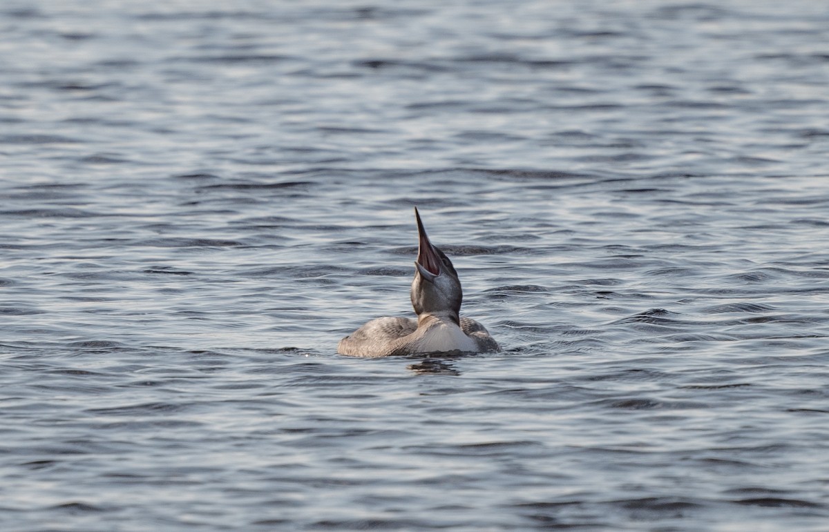 Plongeon huard - ML610093639