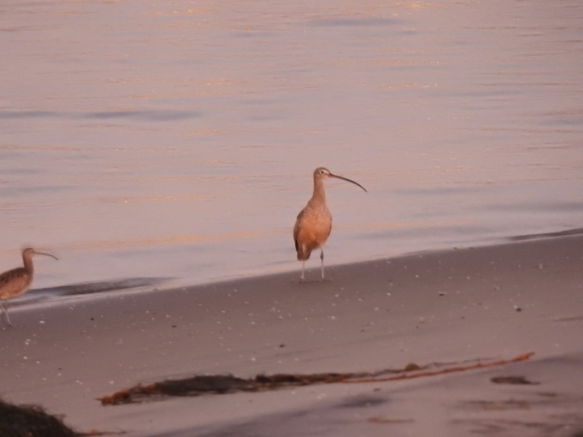 Long-billed Curlew - Jason Bassett