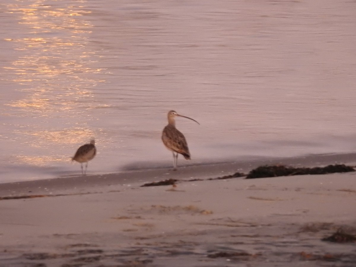 Long-billed Curlew - Jason Bassett