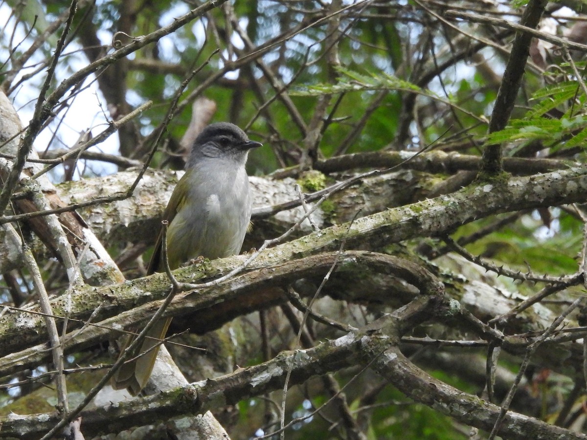 Eastern Mountain Greenbul (Mountain) - ML610093759