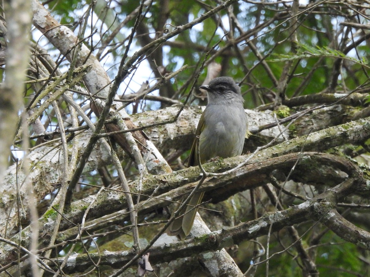 Eastern Mountain Greenbul (Mountain) - ML610093769