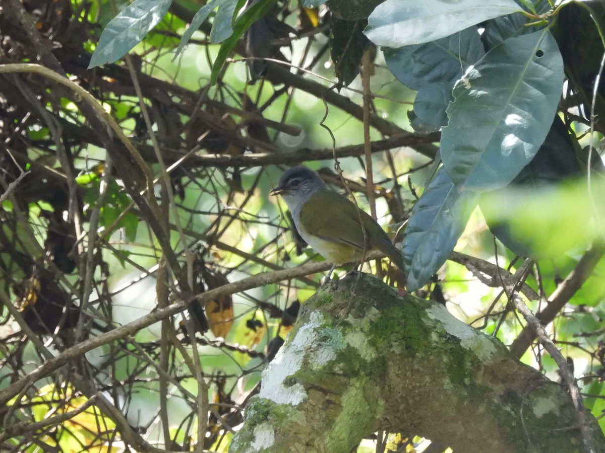 Eastern Mountain Greenbul (Mountain) - ML610093773