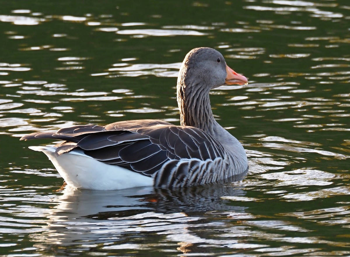 Graylag Goose - Milan Janoušek