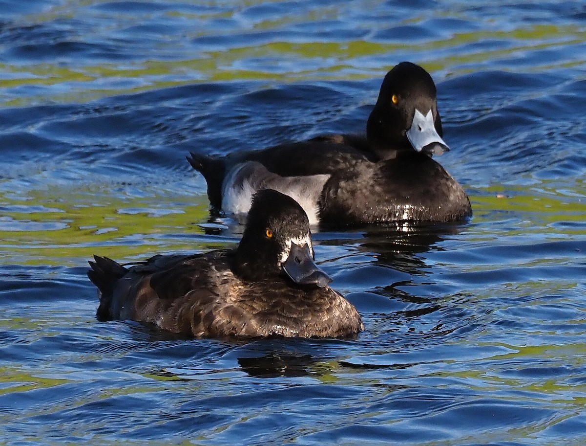 Tufted Duck - Milan Janoušek