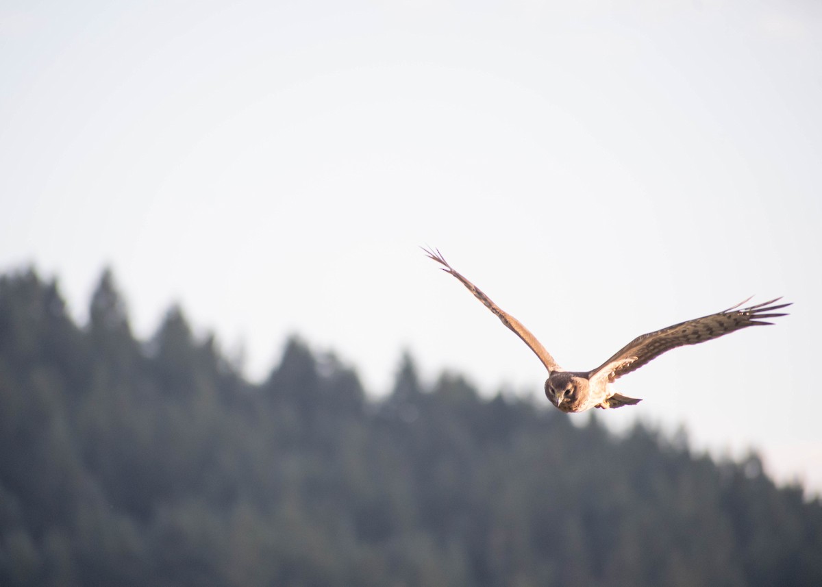 Northern Harrier - ML610093959