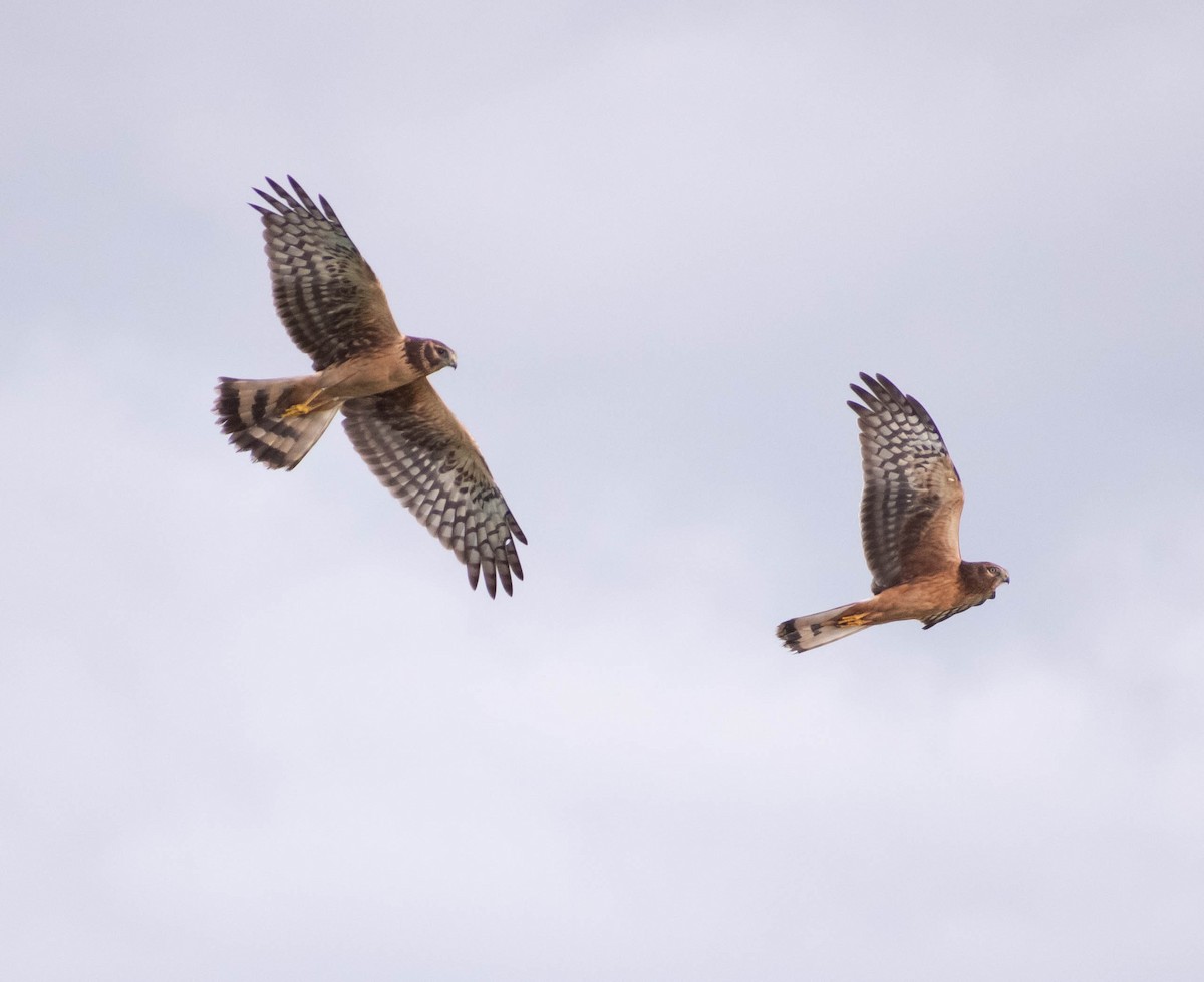 Northern Harrier - ML610093960