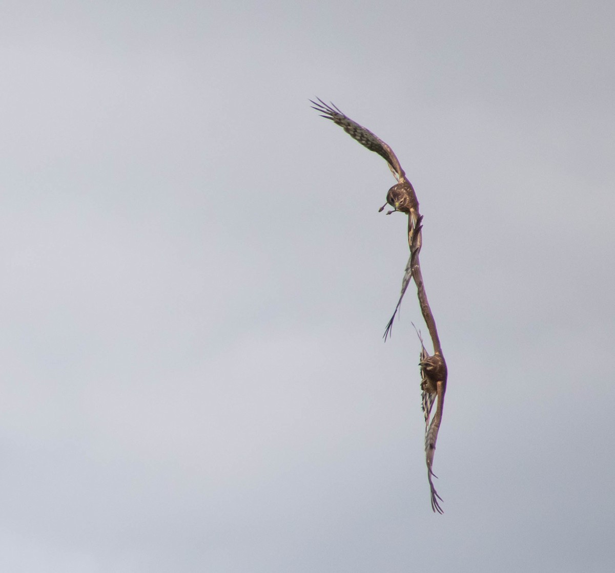 Northern Harrier - ML610093962