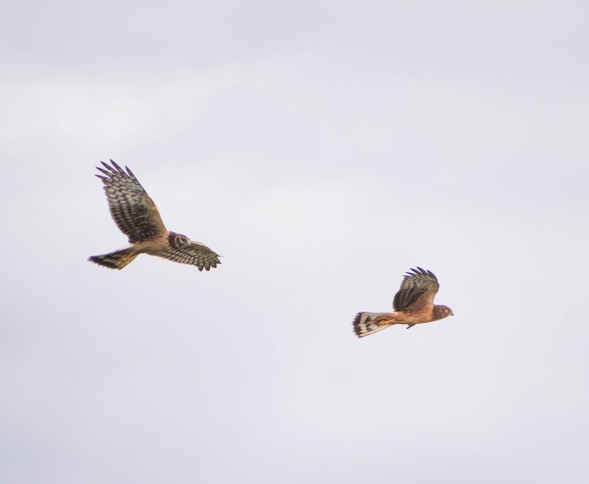 Northern Harrier - ML610093963