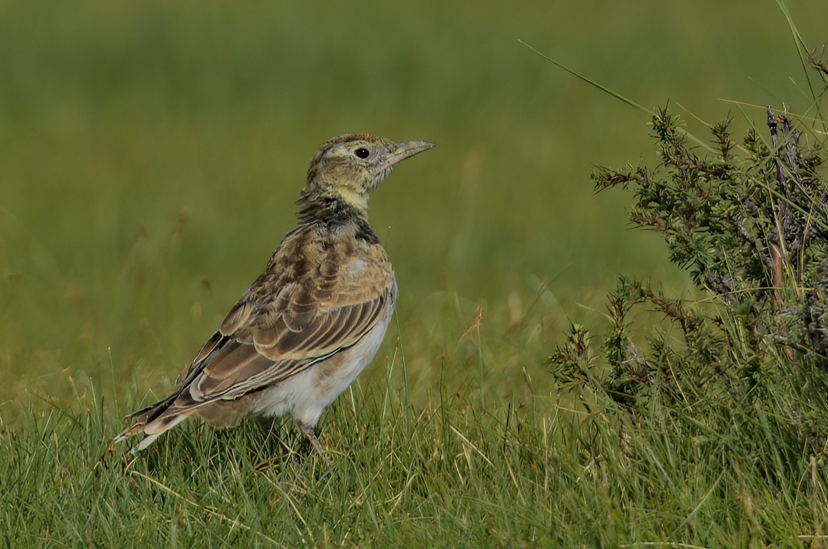 Tibetan Lark - ML610094035