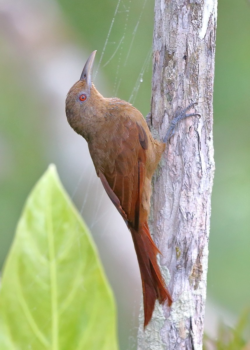 Cinnamon-throated Woodcreeper - sheau torng lim