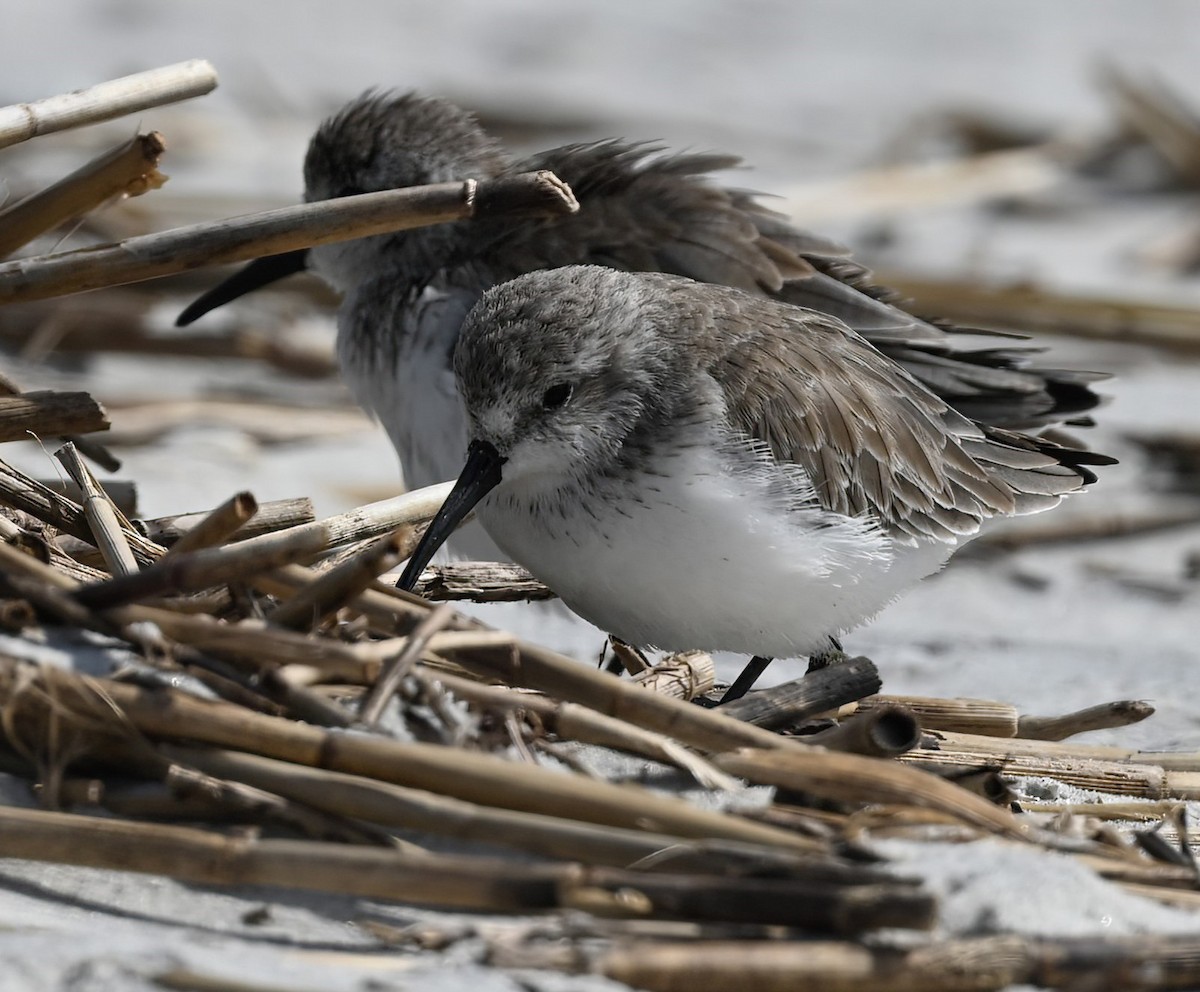 Bergstrandläufer - ML610094134