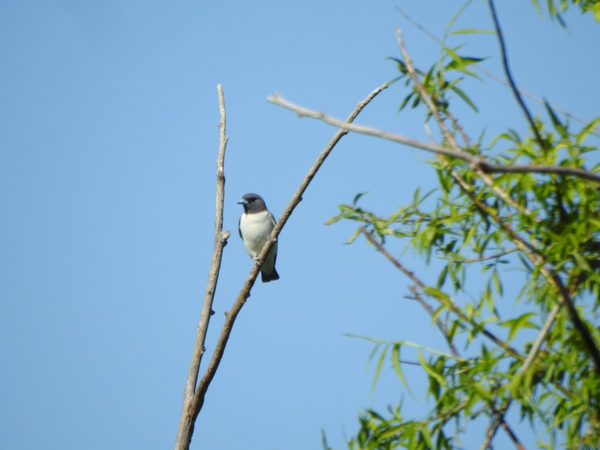White-breasted Woodswallow - ML610094145