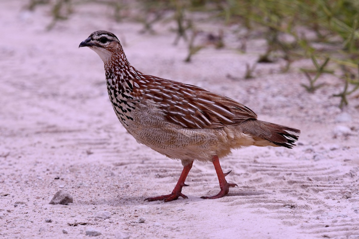 Crested Francolin - ML610094178