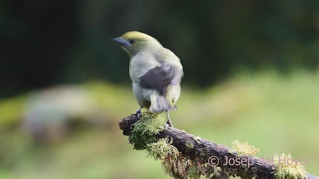 ヤシフウキンチョウ - ML610094325