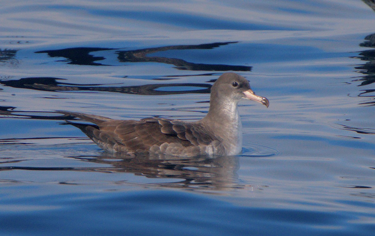 Pink-footed Shearwater - ML610094352
