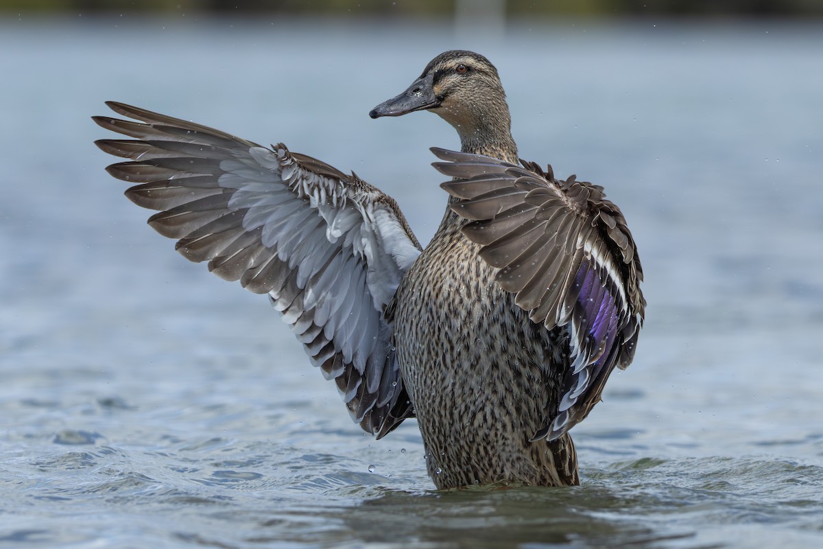 Pacific Black Duck x Mallard (hybrid) - Ian Mo