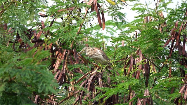 Indian Pond-Heron - ML610094396