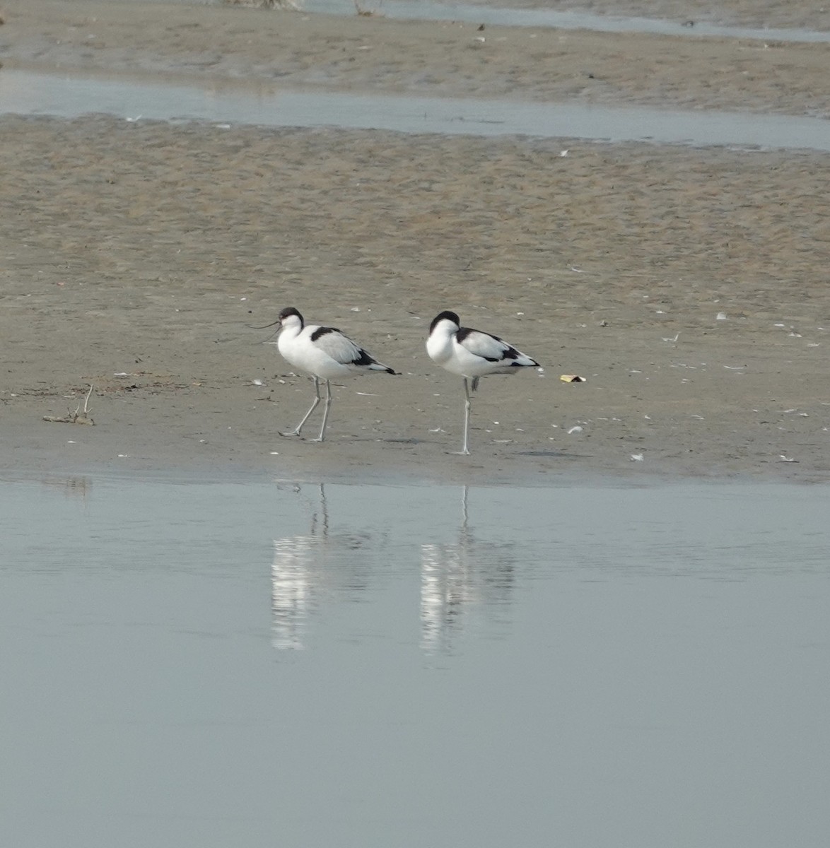 Pied Avocet - Prof Chandan Singh Dalawat