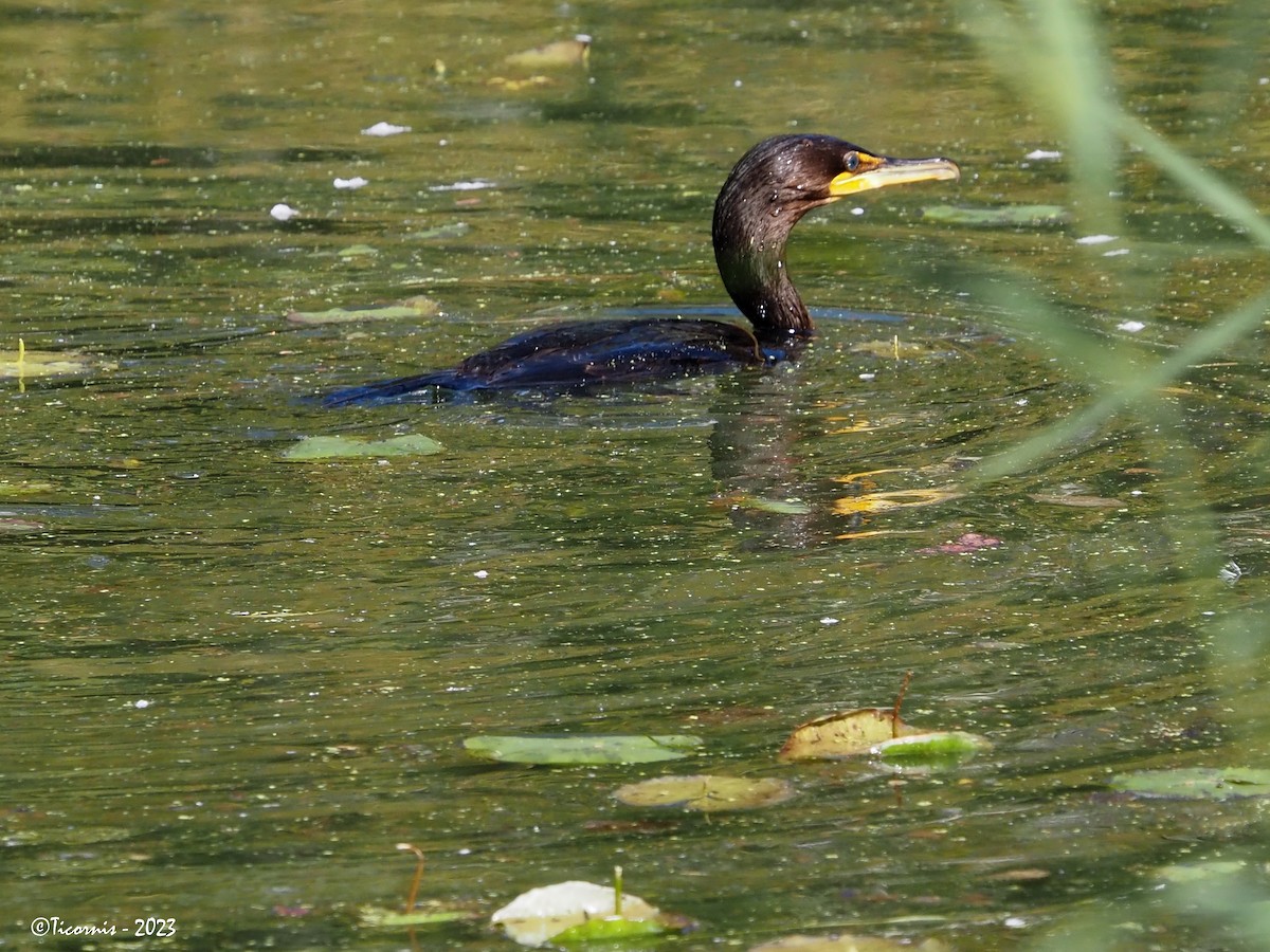 Double-crested Cormorant - ML610094447