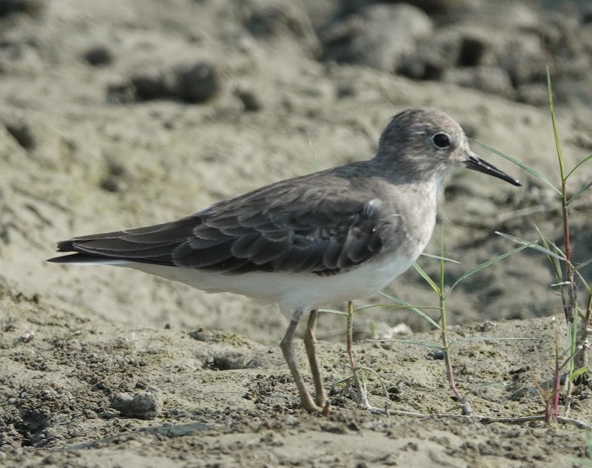 Temminck's Stint - ML610094528