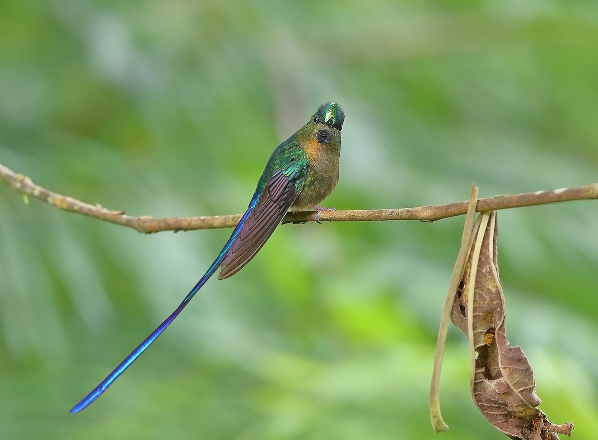 Violet-tailed Sylph - ML610094545