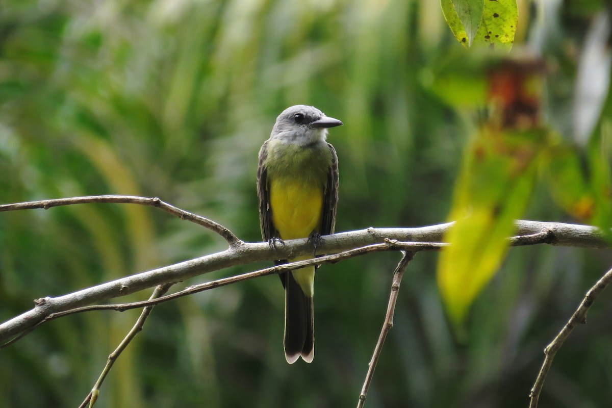 Tropical Kingbird - ML610094607