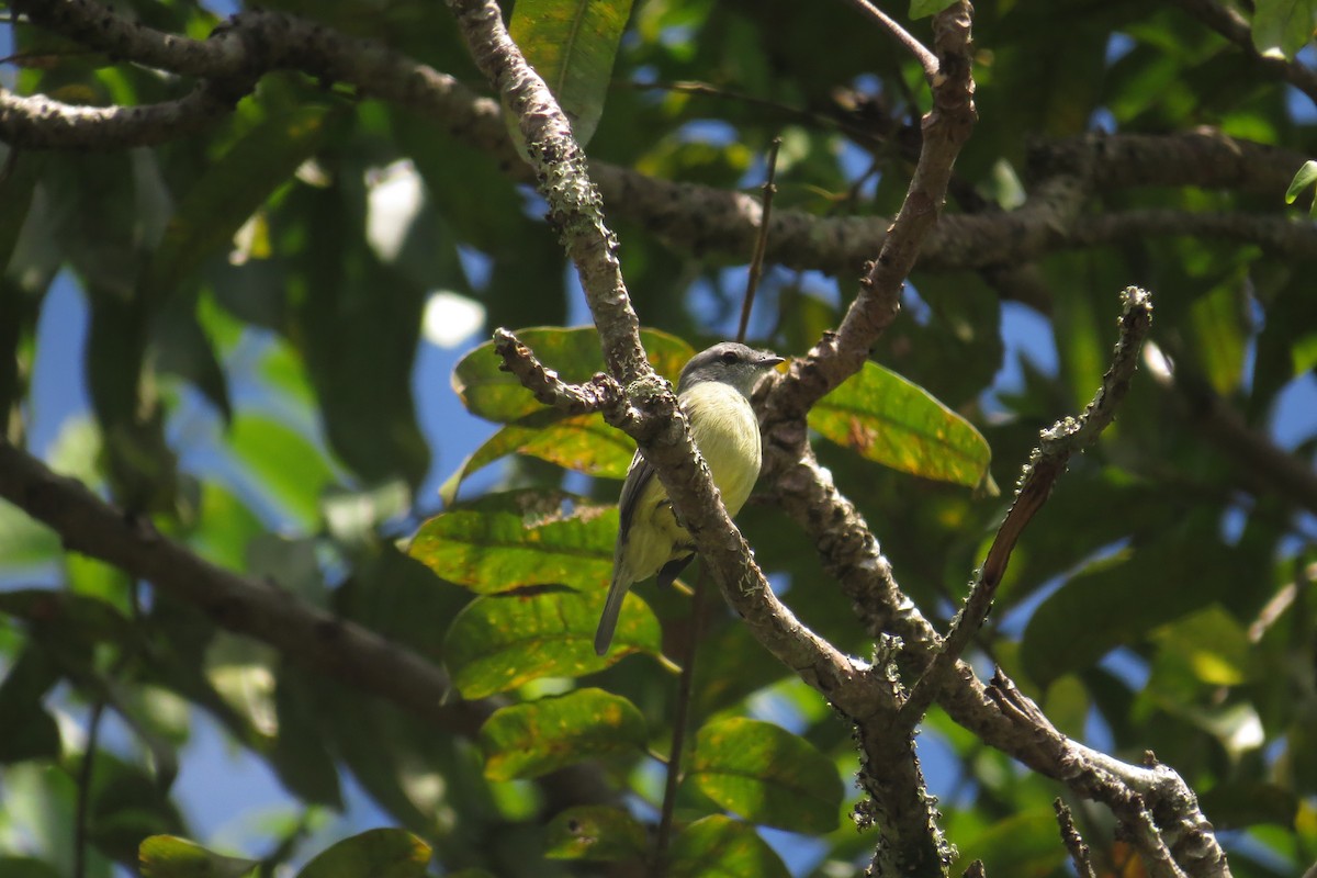 Yellow-crowned Tyrannulet - ML610094611