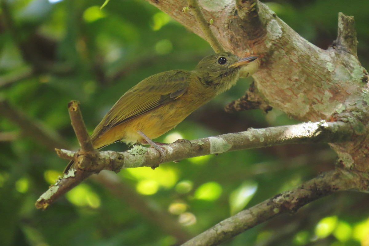 Ochre-bellied Flycatcher - ML610094616